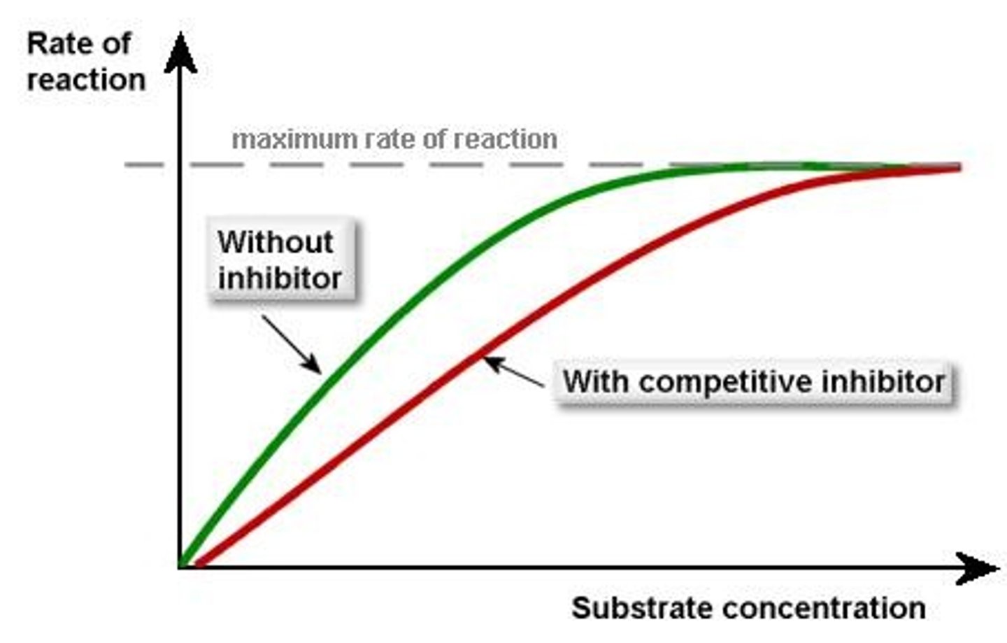 <p>increasing substrate concentration</p><p>Km Increases</p><p>V max stays the same</p>