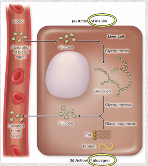 <p>one hormone opposes action of another</p><ul><li><p>ex: insulin lowers blood glucose; glucagon raises it</p></li></ul><p></p>
