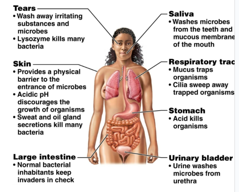<p>Return excess interstitial fluid to the bloodstream. Transport products of fat digestion from the small intestine to the blood stream. Defend body against disease causing organisms and abnormal cells</p>