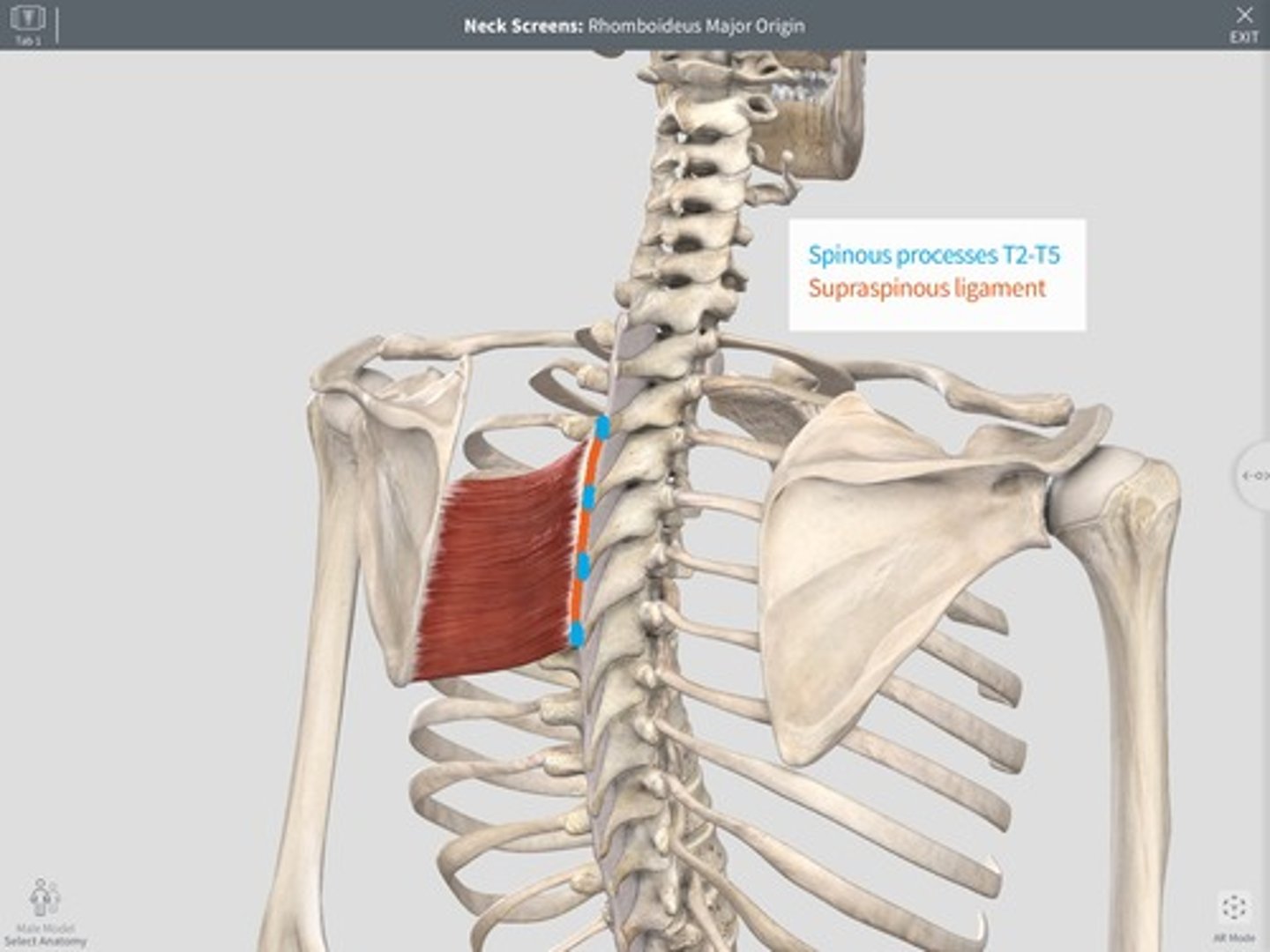 <p>Rhomboideus Major Origin</p>