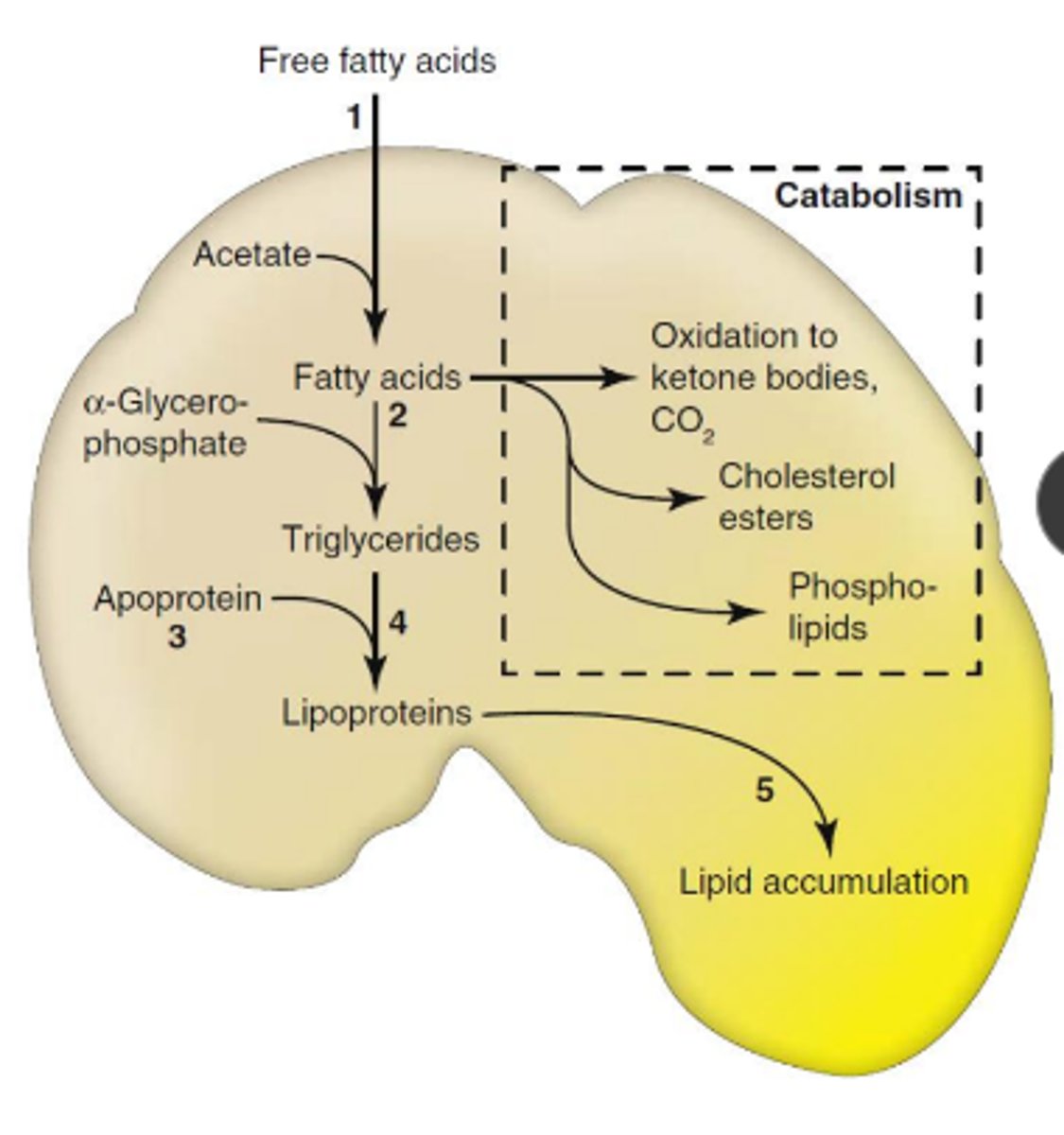 <p>excess delivery of free FA -&gt; decreased oxidation/ use of FA -&gt; impaired syn of apoprotein -&gt; impaired combination of protein and triglycerides to form lipoproteins -&gt; impaired release of lipoproteins</p>