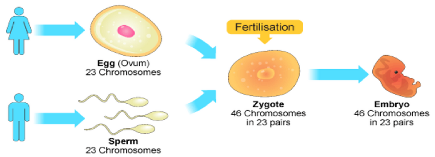 <p><span>Produce haploid cells, from diploid body cells, so that they can go on to meet another haploid cell in fertilisation and become a diploid cell.</span></p>