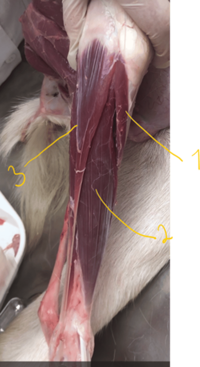<p>identify muscles.</p>