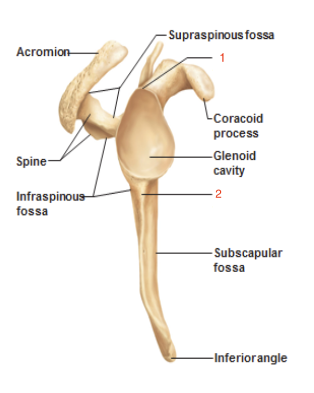 <p>spine</p>