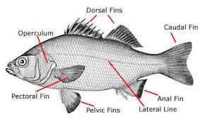 <p>-bony fish &amp; tetrapods </p><p>-paraphyletic former taxon</p><p>-paraphyletic because lobe finned bony fishes are closer relatives of tetrapods than they are of ray-finned fished</p><p>-cartilage-replacement bone </p><p>-bony <strong>operculum</strong> over gills (gill plate)</p><p>-swim bladder in most→buoyancy</p><p>-acts as lung in primitive spp.</p>