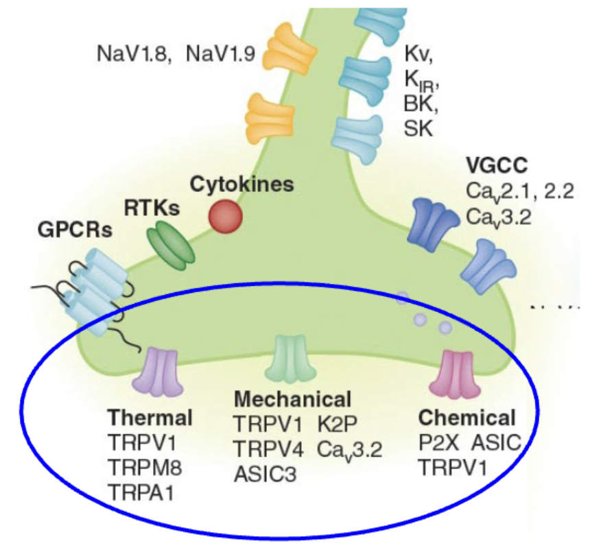 <p>thermal; mechanical; chemical; signals; pain</p>