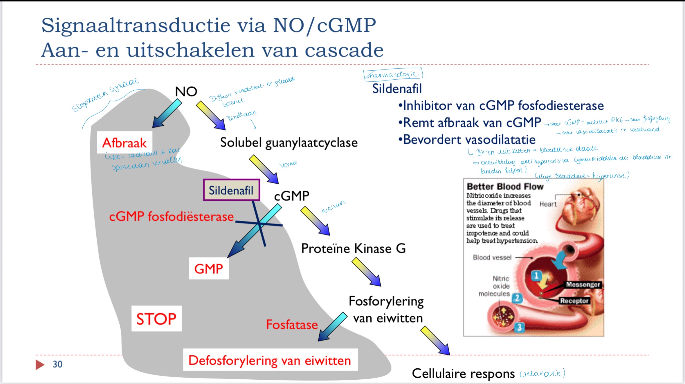 <ul><li><p>inhibitor van cGMP fosfodiesterase</p></li><li><p>remt afbraak cGMP</p></li><li><p>bevordert vasodilatatie → bv’en zetten uit → bloeddruk daalt</p></li></ul><p>(ontwikkeling anti-hypertensiva → tegen hoge bloeddruk)</p><p></p>