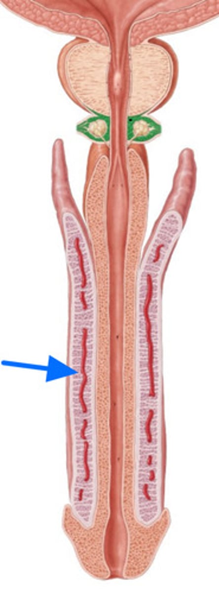 <p>ID Structure Marked with the Blue Arrow</p>