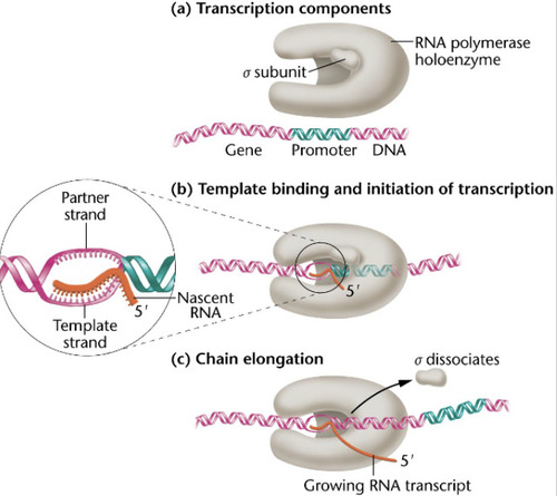 <p>Sigma subunit recognizes and binds RNA polymerase to the promoter region during start of transcription. -sigma subunit recognizes promoter regions on the DNA that allow RNA polymerase to bind -After RNA polymerase binds, the sigma subunit can dissociate because it&apos;s function is no longer needed</p>