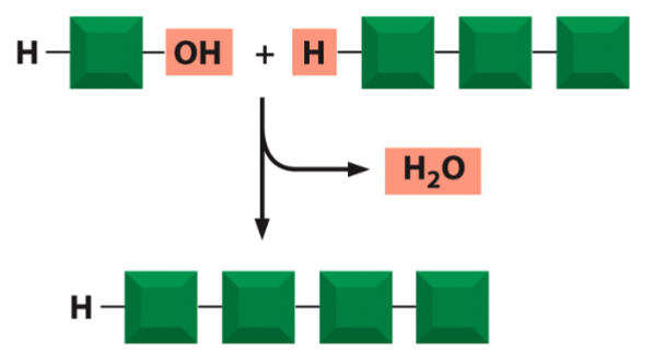 <p>subunits are added to one end of a growing chain via dehydration synthesis (aka condensation; forms a water)</p><p>subunits are linked by covalent bonds</p>