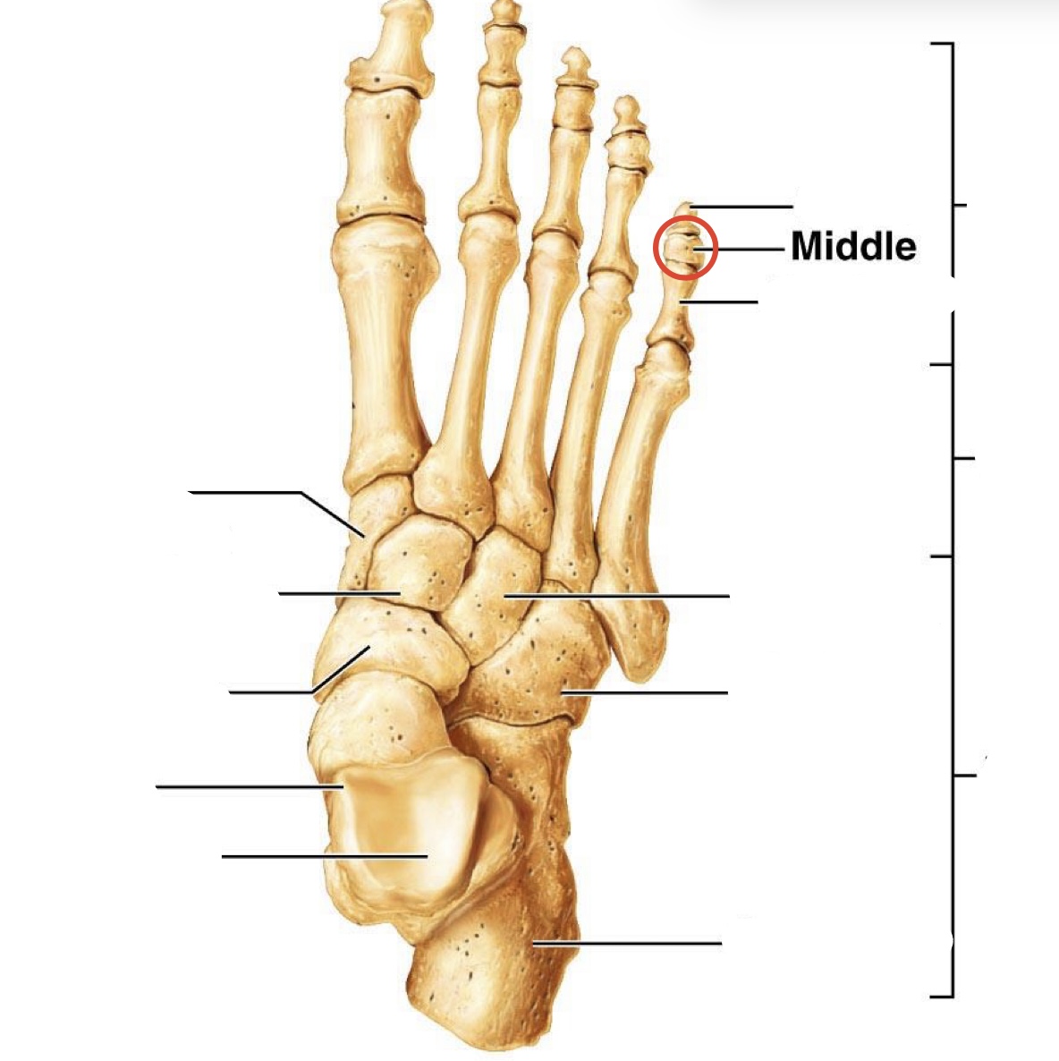 <p>Middle <span>Phalanges</span></p>