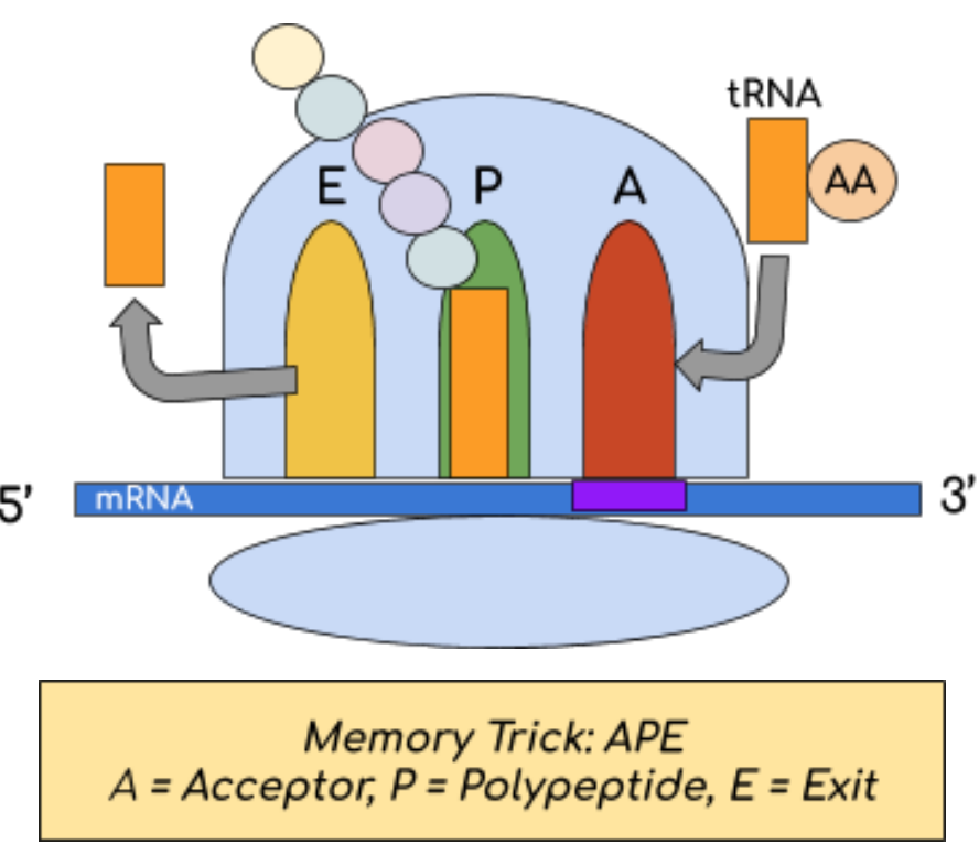 <p>Ribosomes are composed of a large and small subunit that come together to form 3 sites:</p><ul><li><p>A: a tRNA molecule carrying a specific amino acid binds to the corresponding mRNA codon</p></li><li><p>P: an amino acid is added to the growing polypeptide chain</p></li><li><p>E: tRNA is released from the ribosome</p></li></ul><p></p>