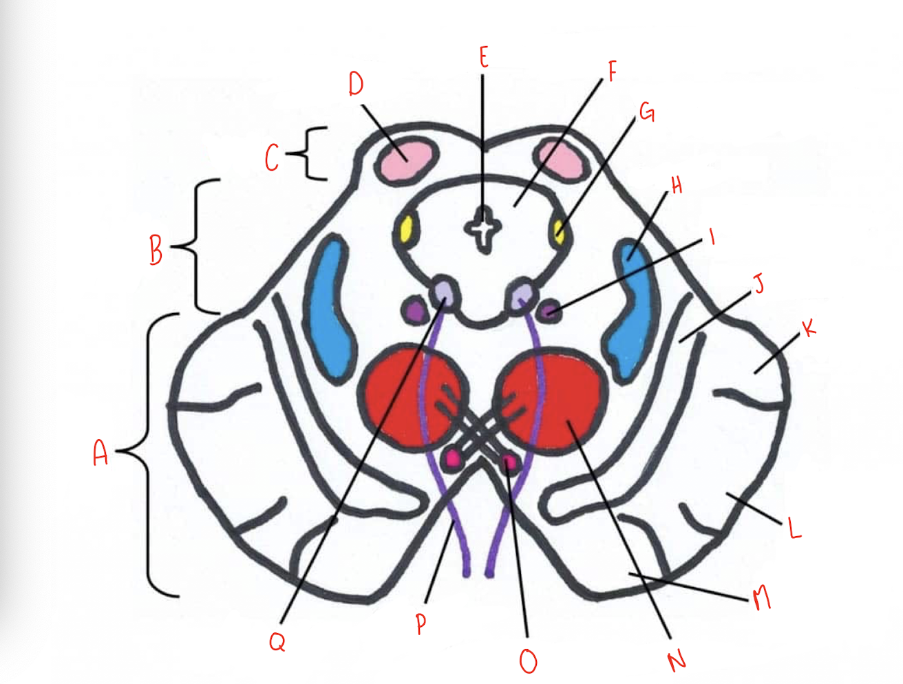 <p>What structure of the sliced superior colliculus section of the midbrain is labeled M?</p>