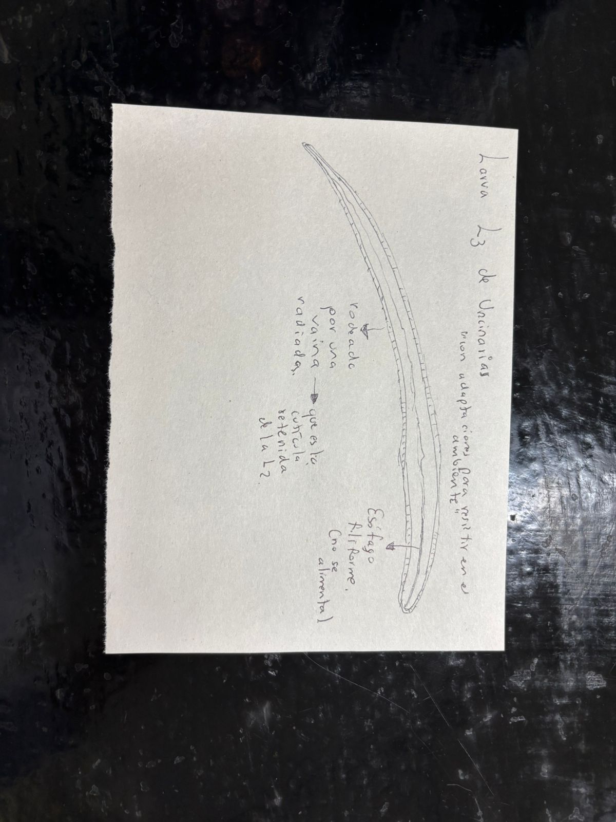 <p>Identificación: Larva filariforme (L3) de una uncinaria.</p><p>Estructuras diagnósticas:</p><ul><li><p>Con Vaina</p></li><li><p>Cauda aguzada</p></li><li><p>Esófago filariforme</p></li></ul><p></p>