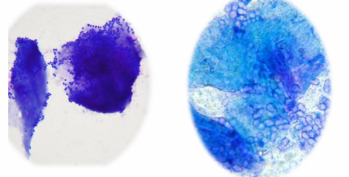 <p>What is being shown in this histology? </p>