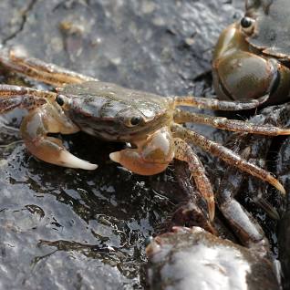 <p>Green shore crab</p>