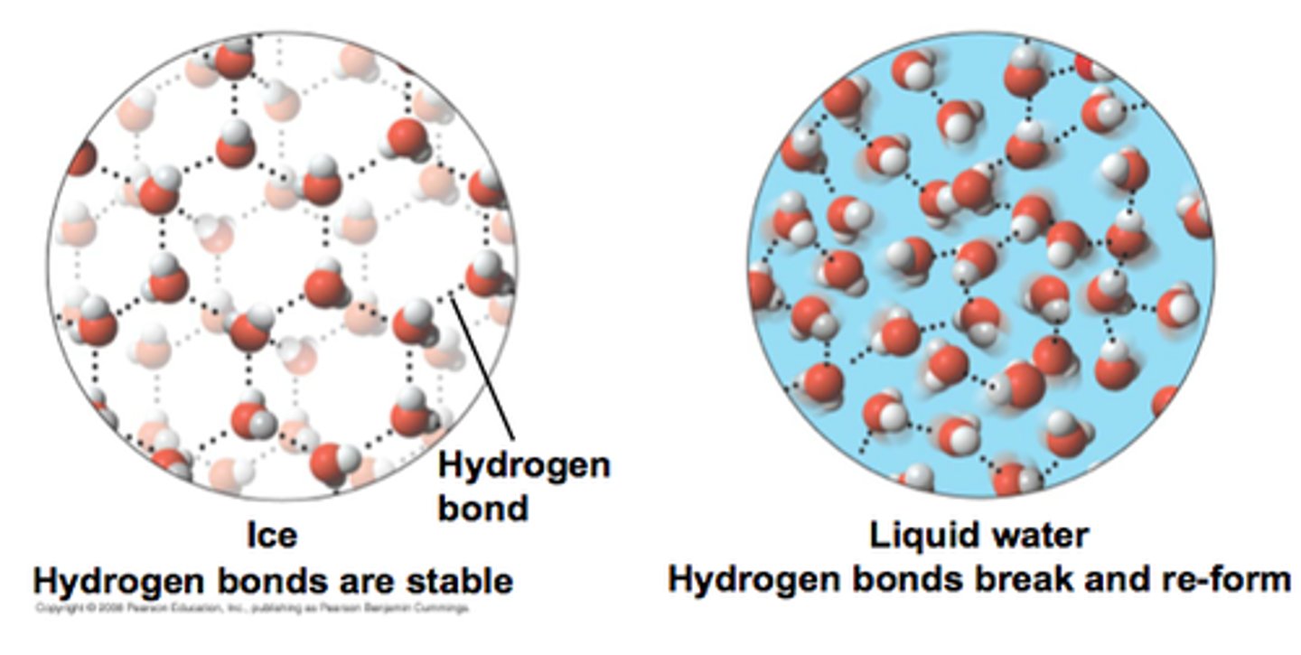 <p>hydrogen bonds in ice are more "ordered and spaced out" making ice larger and LESS DENSE</p>