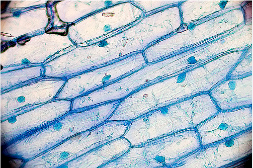 What kind of microscope was used to capture this image of onion cells?
