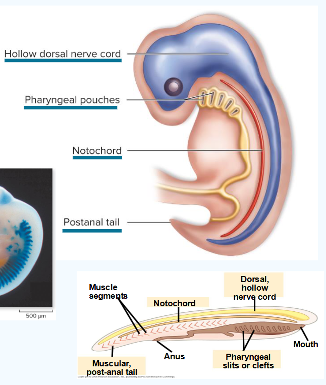 <ul><li><p>invertebrate - animals without backbone</p></li><li><p>chordates - animals with nerve cord</p></li></ul><p></p>