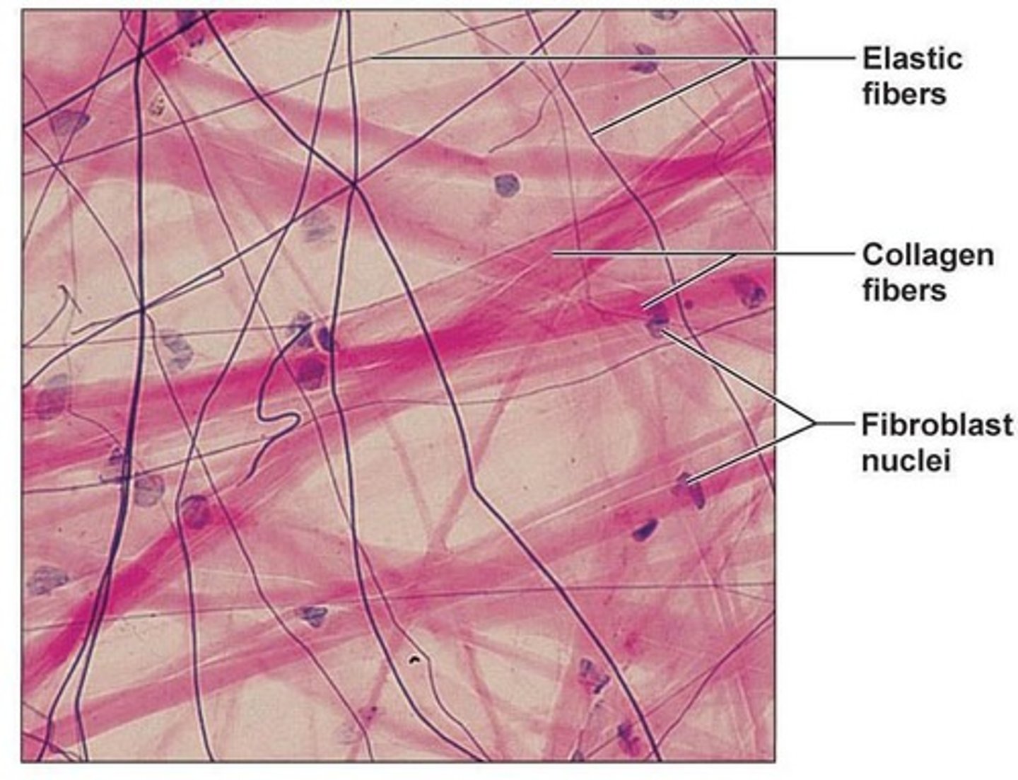 <p>Fills, supports, covers body parts, stores fat, and transports (e.g., blood).</p>