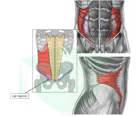 <p>le + en profondeur de la paroi antérolatérale</p><ul><li><p>origine : → 2/3 antérieur de la crête iliaque → fascia iliaque → fascia thoraco-lombaire → côtes 11 et 12 → face interne cartilages costaux 7 à 10</p></li><li><p>terminaison : aponévrose de la gaine des droits par un tendon conjoint avec muscle oblique interne</p></li></ul>