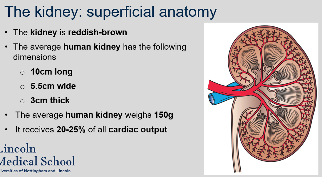 The average human kidney weighs 150g. 