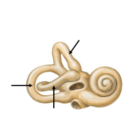 <p>The vestibular system</p>