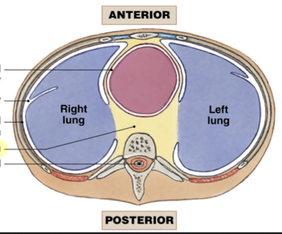 Separates the right and left pleural cavities 

* upper portions filled with blood vessels, trachea, esophagus, and thymus 
* lower portion contains the pericardial cavity