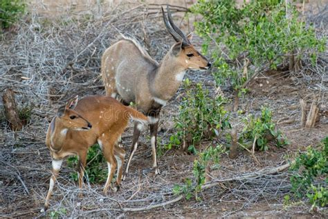 <p>Vic Falls, Chobe NP, Okavango Delta, Bagani, Grootfontein, Cape Town, Kruger NP</p>