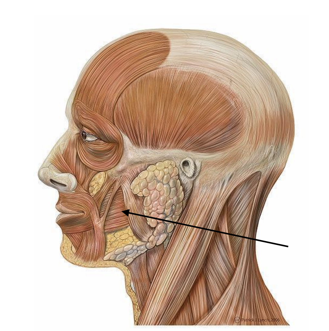 <p>Muscle that assists w/ tightening of cheeks, sucking, adjusts lips corners</p>