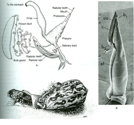 <p>Phylum Mollusca: Gastropoda Feeding</p>