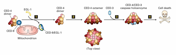 <ul><li><p>In C. elegans</p></li><li><p>CED-9 inhibits apoptosis by binding to CED-4 dimers</p><ul><li><p>Keeps them inactive&nbsp;</p></li></ul></li><li><p>EGL-1 binding to CED-9 releases CED-4</p></li><li><p>CED-4 then join with CED-3 to form caspase holoenzyme&nbsp;</p></li><li><p>This leads to degradation of cytosolic and nuclear proteins&nbsp;</p></li></ul><p></p>