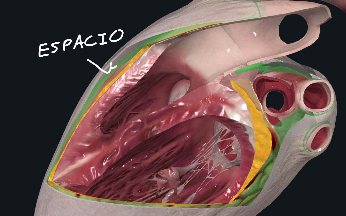 <p>Capa interna del pericardio seroso</p><ul><li><p>Se nombra también hoja visceral</p></li><li><p>Se adhiere directamente al corazón y se separa del pericardio fibroso por un espacio</p></li></ul><p></p>