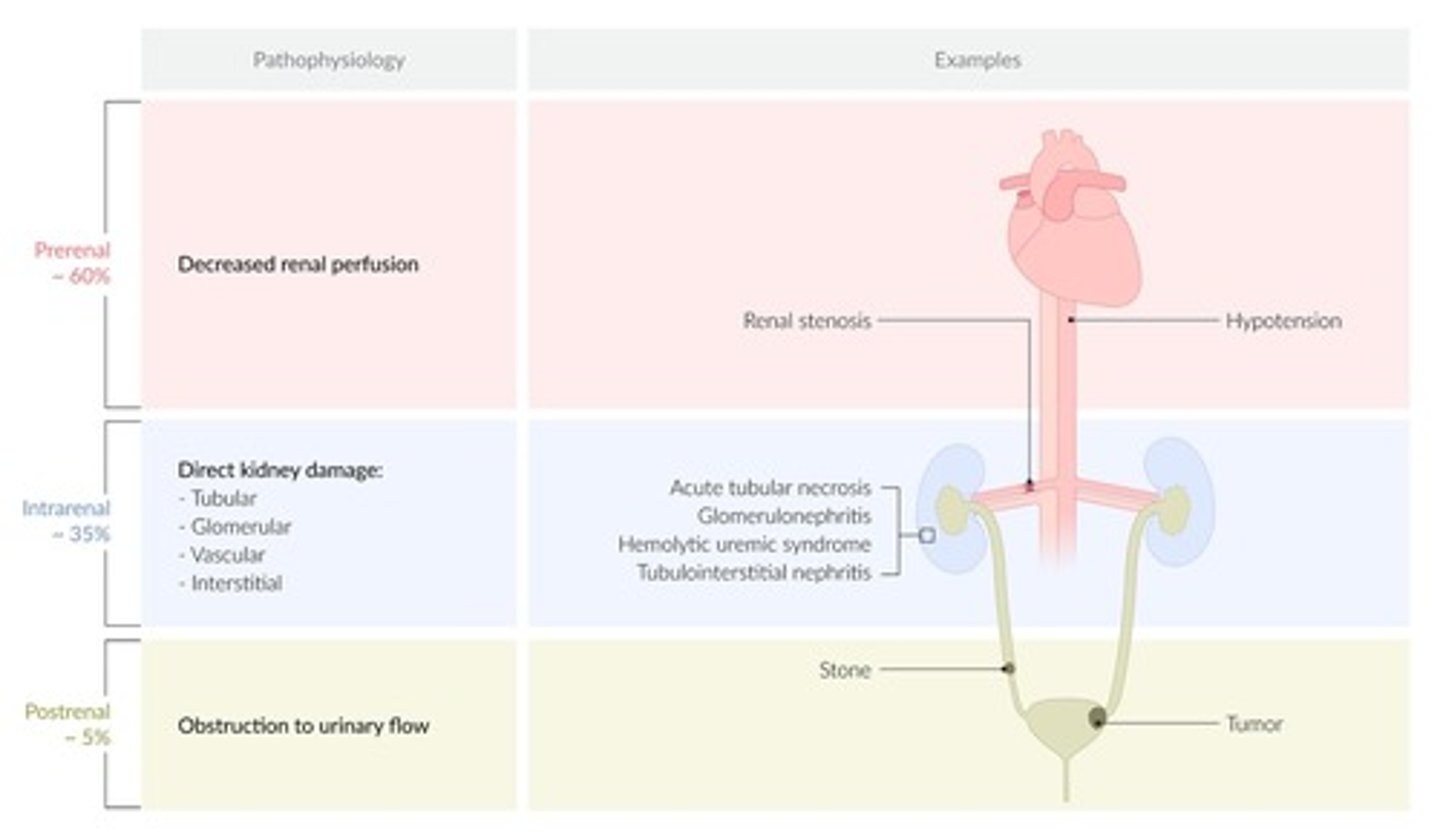 <p>Glomerular - some type of damage to the glomerular filtration barrier, allowing proteins not normally able to pass through are now able to enter the urinary filtrate</p><p>Tubular - proximal tubules become damaged, and the proteins entering the urinary filtrate can no longer be absorbed. Because the glomerulus is functioning properly, it is only the low molecular weight proteins that are present</p>