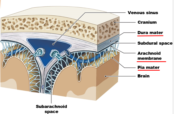 <p>membranes that provide protection and cushioning for brain</p><ul><li><p>dura mater (outer)</p></li><li><p>arachnoid membrane</p></li><li><p>pia mater (inner)</p></li></ul>