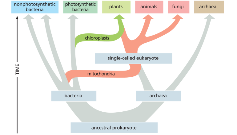 <p>mitochondria first —→ eukaryotes</p><p>chloroplast second —→ plants</p>