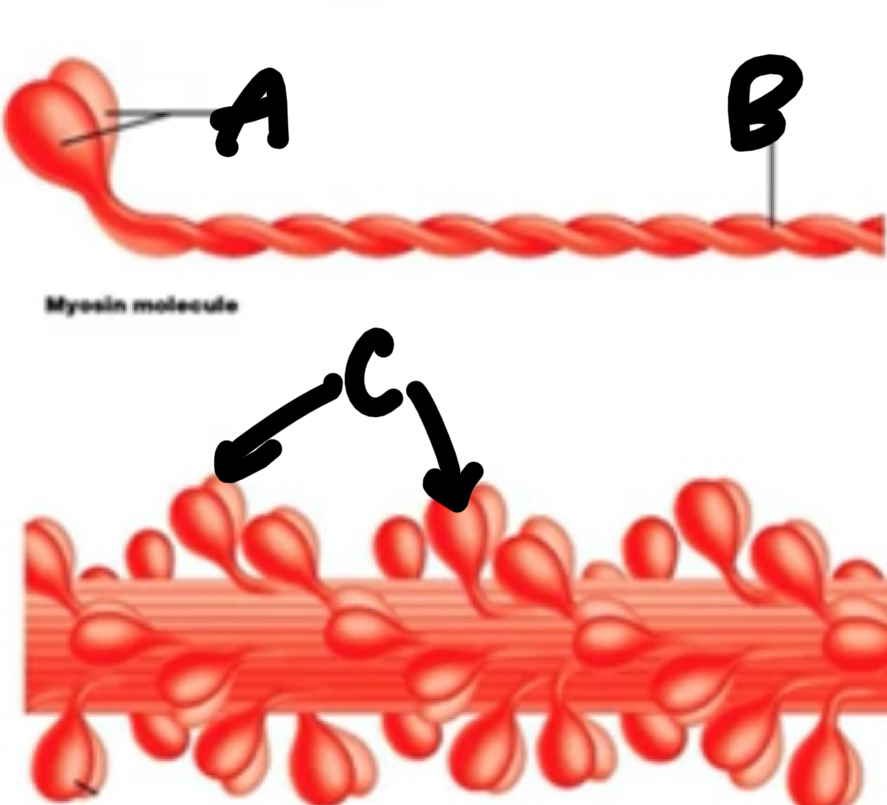 <p>Name these structures of a thick filament. </p>