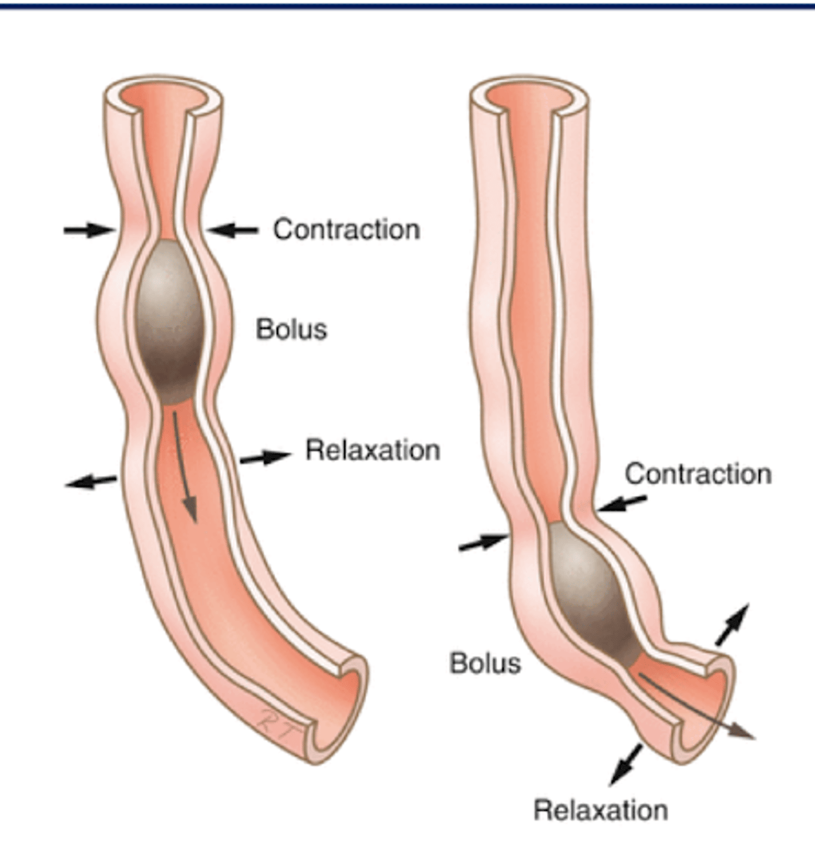 <p>Propel bolus</p><p>-contract posterior</p><p>-relax anterior</p>