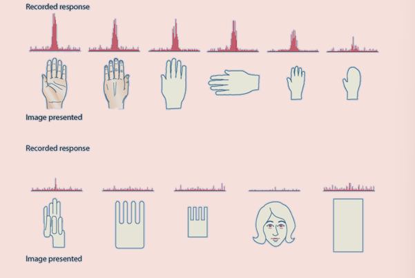 <p>further forward in the system = more sophisticated preferences by populations of neurons</p><ul><li><p>V4 and V8 - sensitive to colour</p></li><li><p>V5/MT- motion </p></li><li><p>lateral occipital complex (LOC) - object form</p></li><li><p>anterior inferotemporal cortex (AIT) - complex representations of objects</p></li></ul><p>when inferotemporal firing was tested in monkeys, they were shown hands and hand outlines (like a mitten) and other not-hand images, some that were designed to look like hands → firing rates showed sensitivity to hands but had no response for non-hand objects</p><p></p>