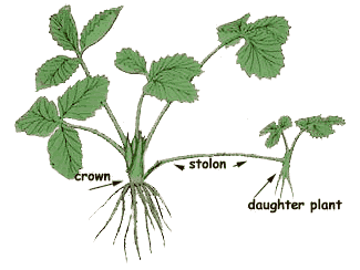 <ul><li><p>Horizontal hyphae that grow across the surface of the substrate, connecting clusters of mold structures.</p></li><li><p>Example: Found in <em>Rhizopus</em>.</p></li></ul><p></p><p><strong>Specialized Hyphal Structures</strong></p><p>Molds have evolved specialized hyphal structures to support their growth and reproduction:</p>