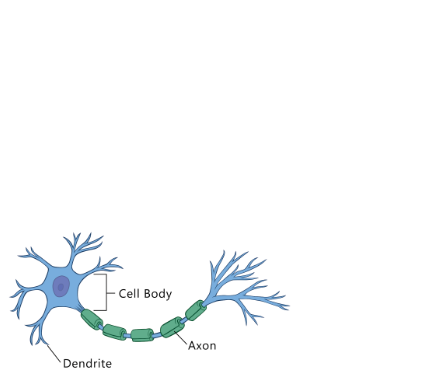 * Cell Body
* Dendrites
* Myelin Sheath
* Axon