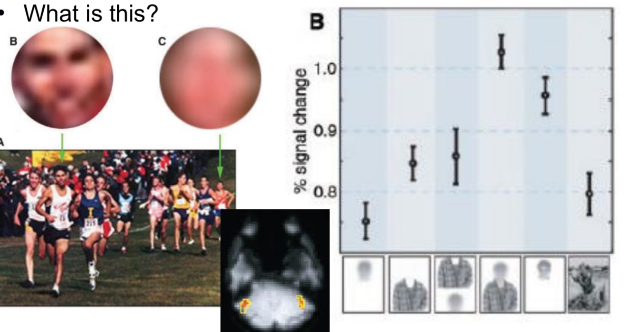 <ul><li><p>What is this?</p></li><li><p>Easy to detect face when there is blurry and some context</p></li><li><p>Blurred head no body : FFA will not respond very high when blurry</p></li><li><p>Body with face: respond a little more not much</p></li><li><p>Body and face but wrong arrangement : respond a little more not much</p></li><li><p>Head on body with right arrangement: more signal than with just head. Body is the context and is necessary for recognition</p></li><li><p>degraded faces activate fusiform face area when presented in the right context using top down processes</p></li></ul><p></p>