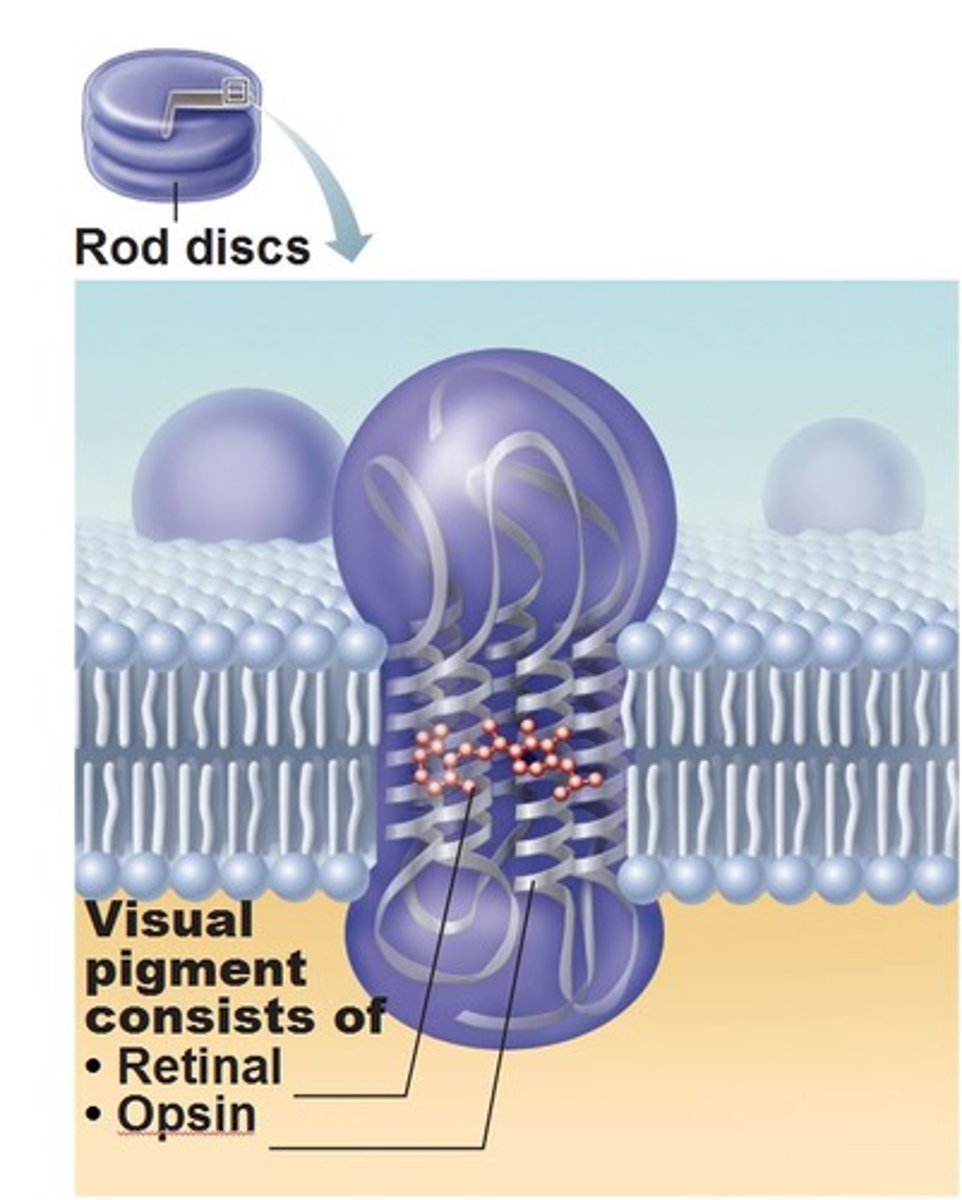 <p>YES</p><p>-chann = retinal + opsin</p><p>retinal: pigment (absorbs light)</p><p>-opsin: protein (a gated channel that opens or closes in response to light absorption)</p><p>-opsin alone cannot respond to light as it's a protein and does not have that ability. Which is why it is joined by retinal (retinal is the lock, light is the key and opsin is the door that is meant to open and close)</p><p>-retinal absorbs blue light best</p>