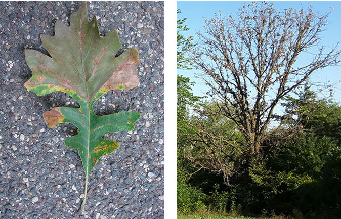 <p>Host: Bur Oak </p>
