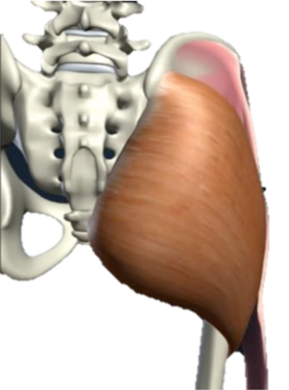 <p>What muscle is this?</p>