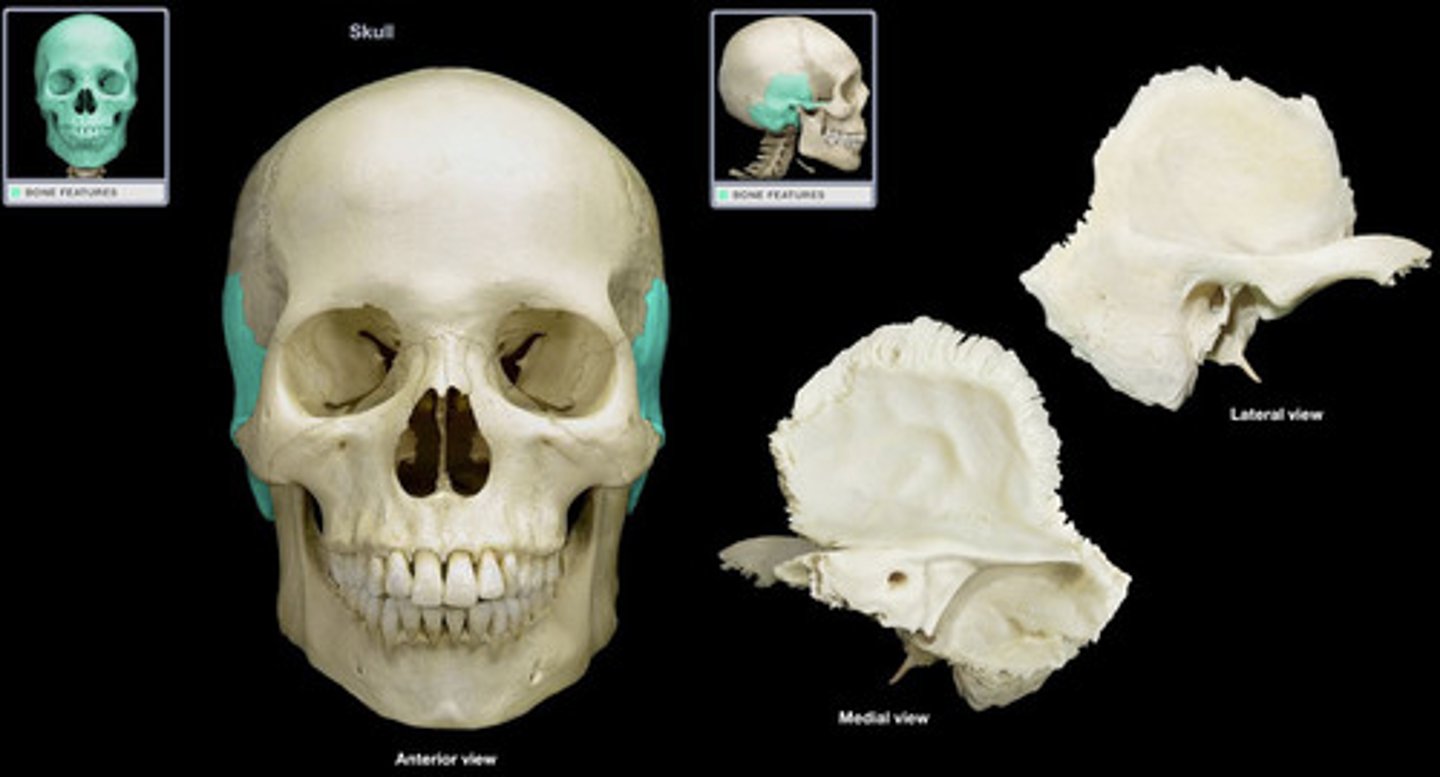 <p>Cranial Bones</p>