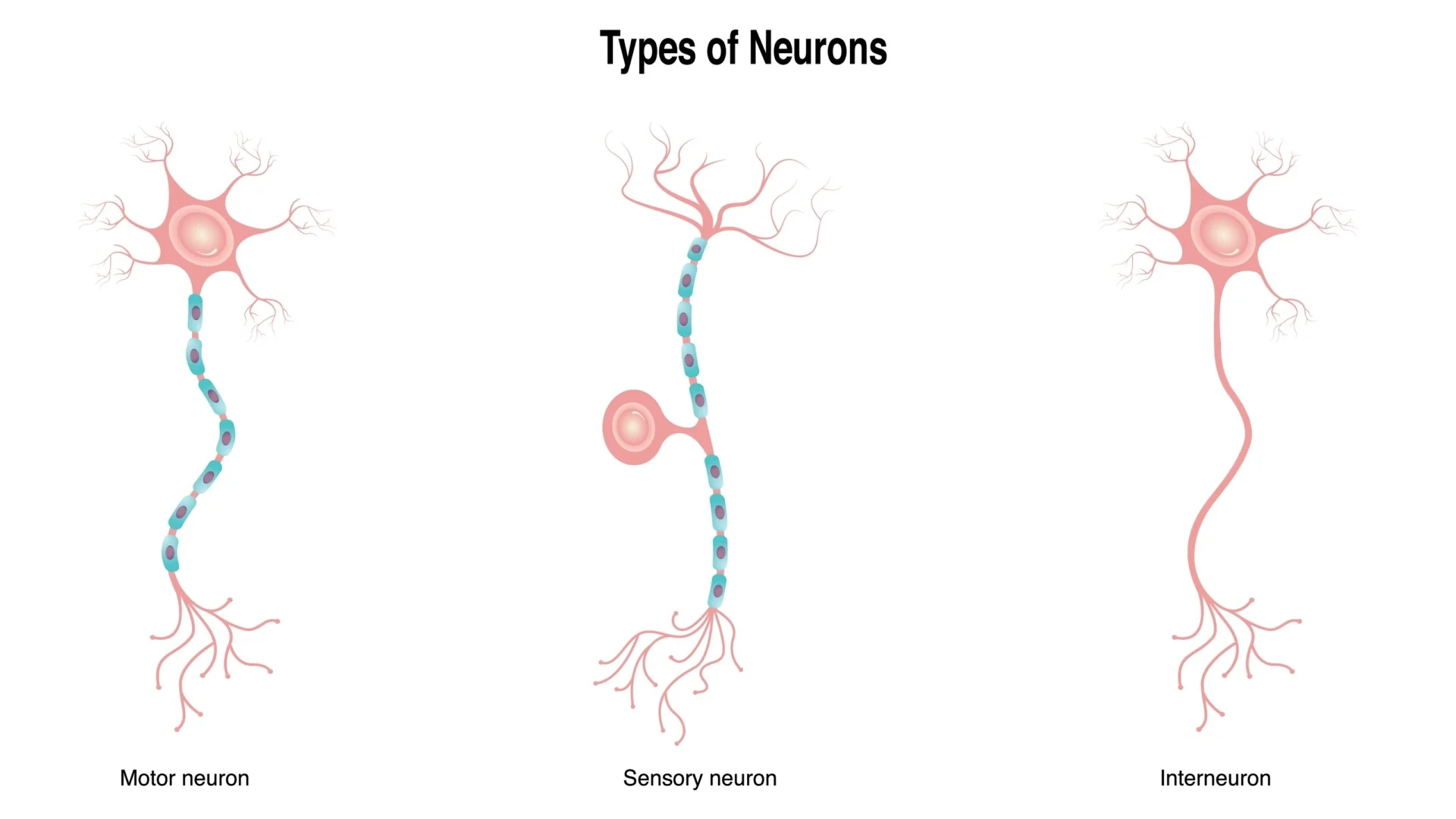 <p><strong>Interneurons</strong></p>