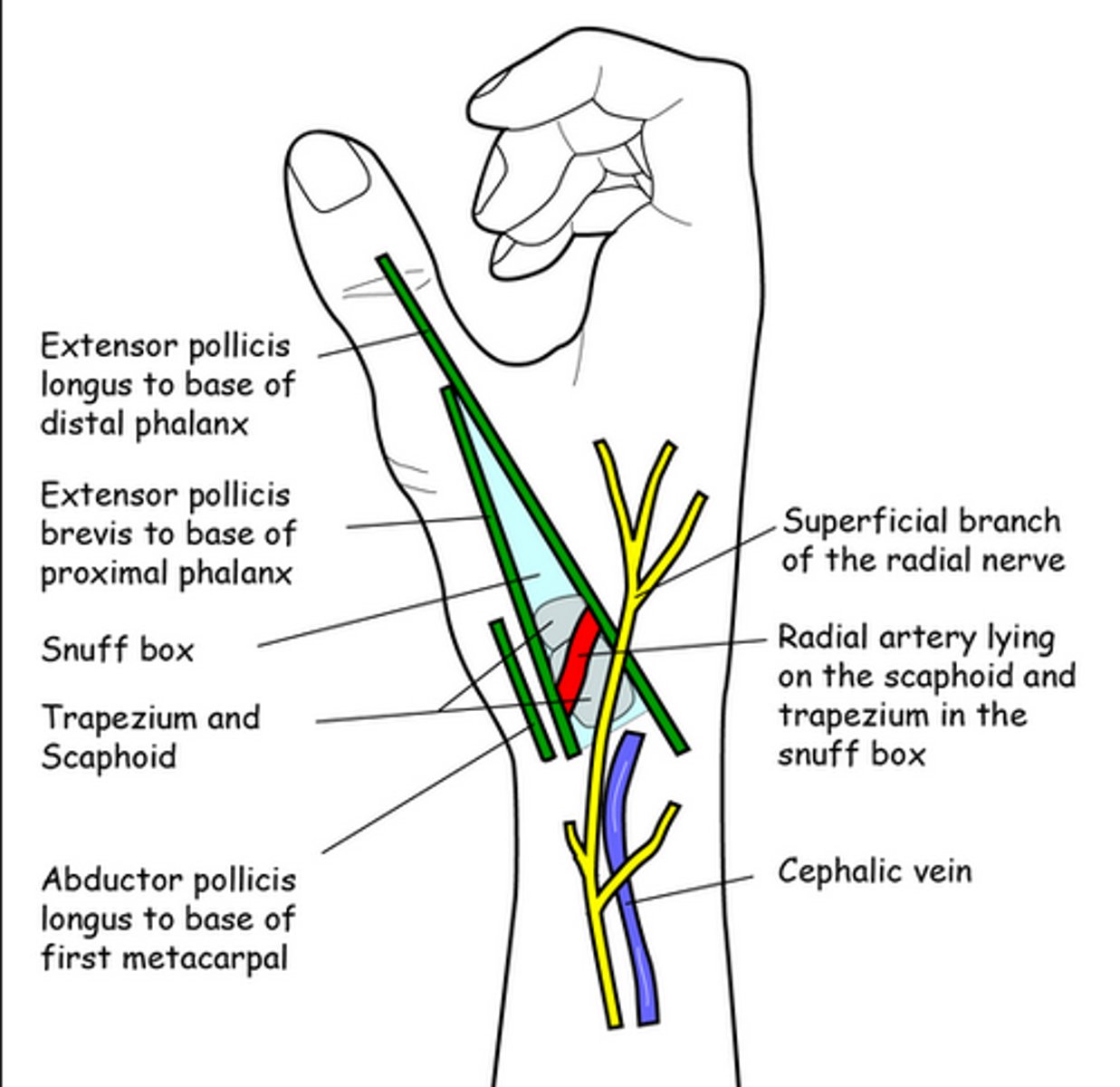 <p>Extend thumb to find it.</p><p>Scaphoid: base/floor.</p><p>abductor pollicis longus, extensor pollicis brevis, extensor pollicis longus.</p><p>Radial artery travels through floor.</p>