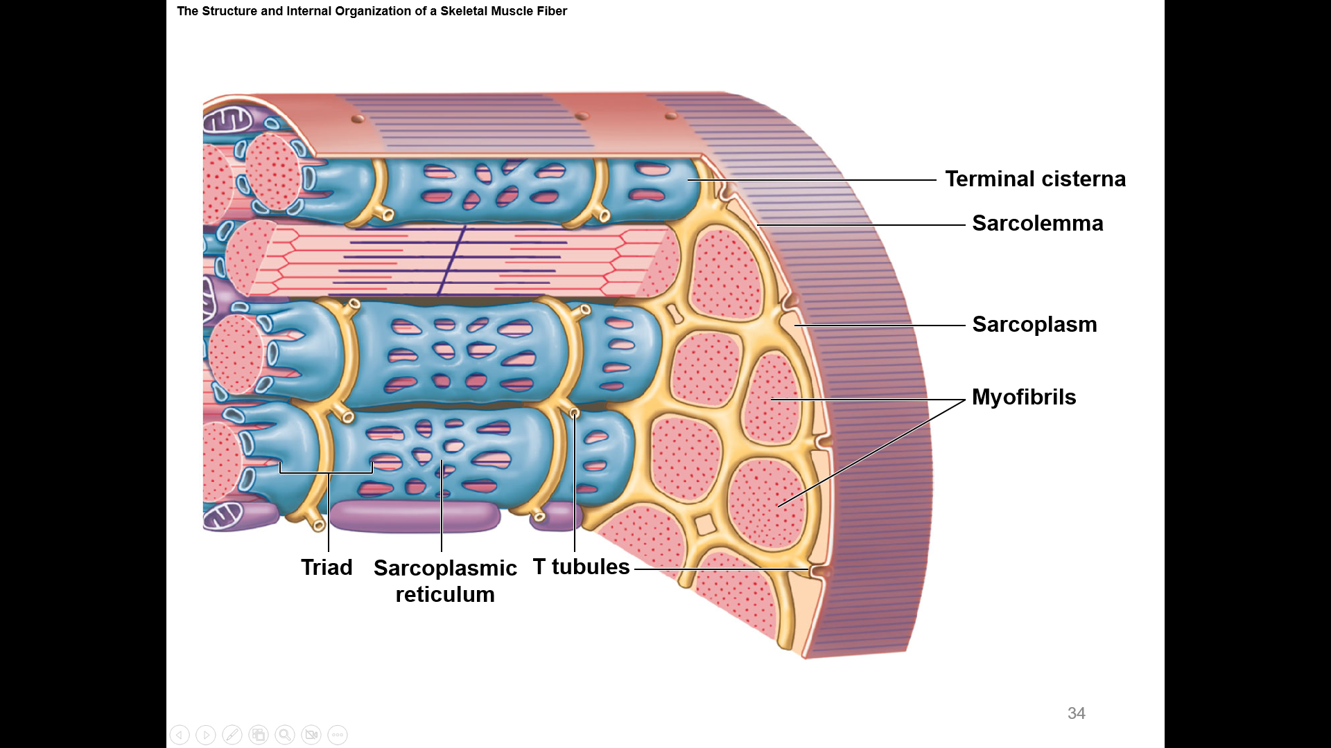 _____ _____ are continuous with the sarcolemma
they conduct impulses to the deepest regions of the muscle fiber
these impulses signal for the release of Ca2+ from adjacent terminal cisternae
associate with the paired terminal cisternae of SR to form triads that encircle each sarcomere