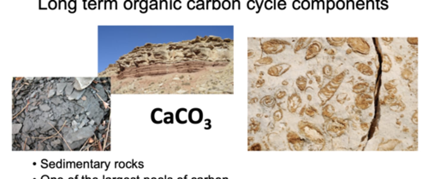 <p>Calcium carbonate (CaCO₃) is a major component of the long-term carbon cycle because it forms sedimentary rocks such as limestone and chalk when the shells and skeletal material of marine organisms accumulate on the seafloor and become buried over millions of years. This rock reservoir represents one of the largest pools of carbon on Earth, far exceeding the amount stored in the atmosphere, vegetation, or even the deep ocean.</p><p>As CaCO₃ slowly forms and dissolves through geological processes like sedimentation, weathering, and tectonic uplift, it regulates atmospheric CO₂ concentrations over extremely long time scales, acting as a stabilizing force in Earth's climate system. This process is slow and only important over geologic time, not short-term climate change.</p>
